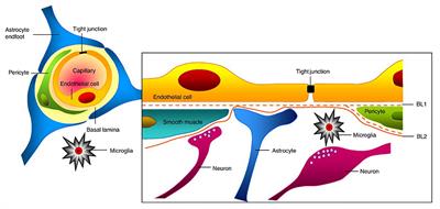 Blood-Brain Barrier Damage in Ischemic Stroke and Its Regulation by Endothelial Mechanotransduction